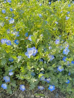 Nemophila fields, JPG