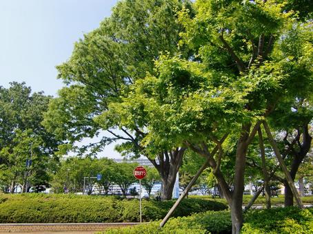 踊る樹々-5 木,幹,枝の写真素材