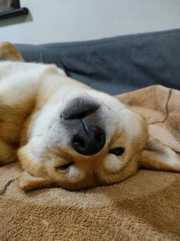 ヘソ天しながらブサ可愛い柴犬くるみです! ヘソ天しながらブサ可愛い柴犬くるみです!の写真