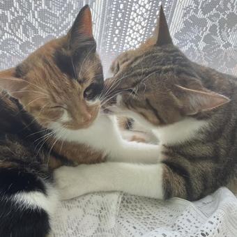 毛繕い 毛繕い 仲良し,猫,2匹の写真素材