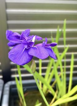 カキツバタ カキツバタの写真