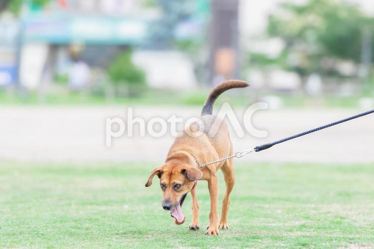 晴れた日に公園を散歩する犬 犬,ペット,動物の写真素材