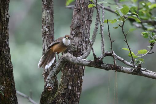 ノドジロガビチョウ ノドジロガビチョウの写真