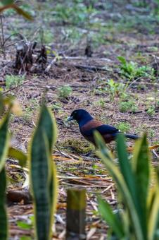 奄美大島　ルリカケスの写真