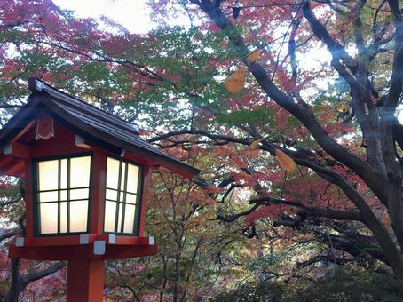 紅葉 紅葉,もみじ,秋の写真素材