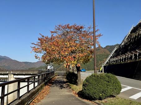 秋の福井の九頭竜ダム　紅葉に色づく湖 秋,晩秋,九頭竜ダムの写真素材