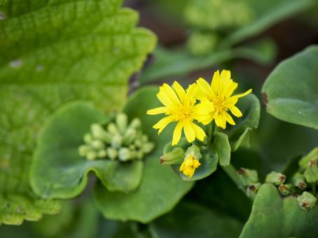 ホソバワダンのある風景 ホソバワダンのある風景の写真