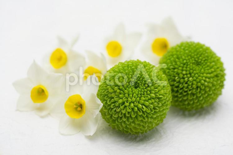 水仙の花とピンポンマム フラワーアレンジメント,花,スイセンの写真素材