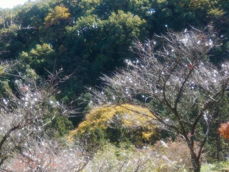 桜山公園の冬桜と黄葉の写真