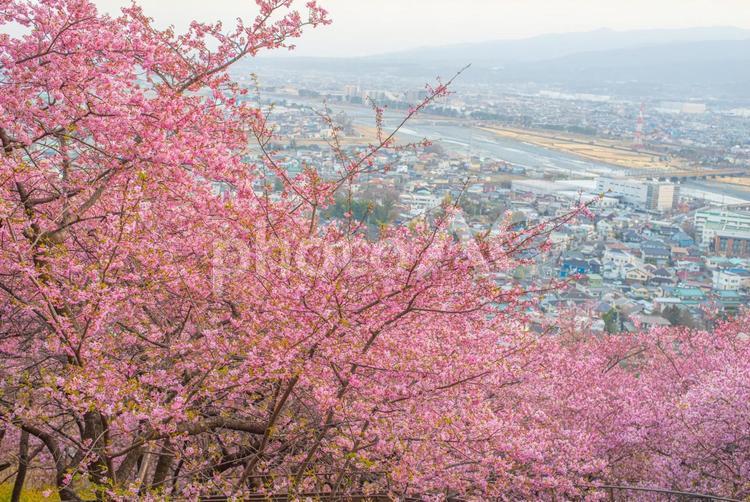 桜と見る街の景色 桜,河津桜,さくらの写真素材