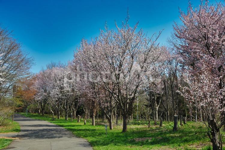 春の前田森林公園 春,前田森林公園,桜の写真素材