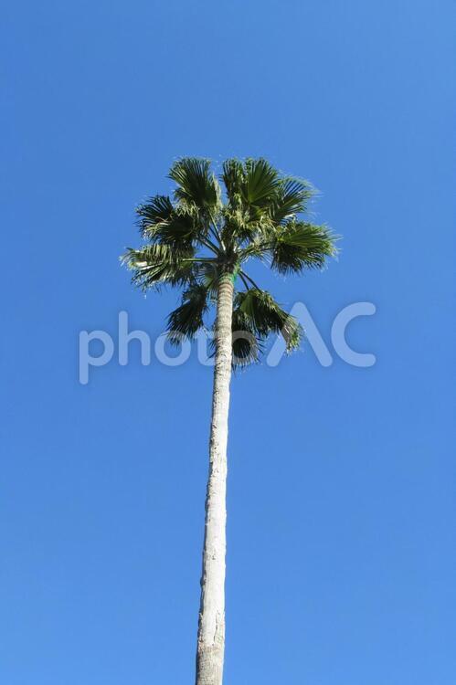 公園の樹木 樹木,高い,空の写真素材