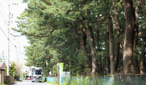 松並木道を通るトラック 松並木道を通るトラックの写真