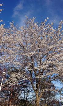 桜 桜の写真
