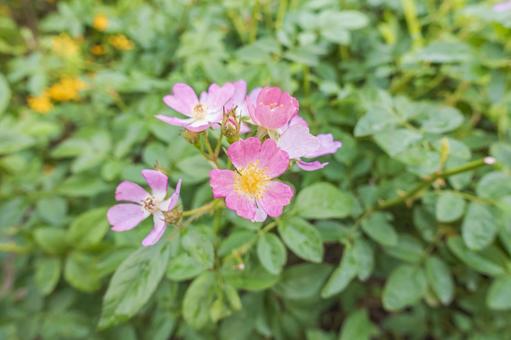 フロキシーベイビーの写真