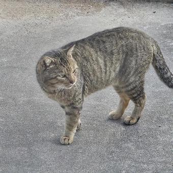 Brown tabby cat looking back, JPG Brown tabby cat looking back, JPG