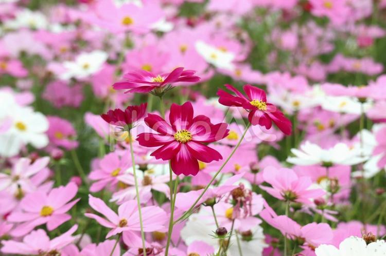赤が映えるコスモス畑 コスモス,秋,秋桜の写真素材