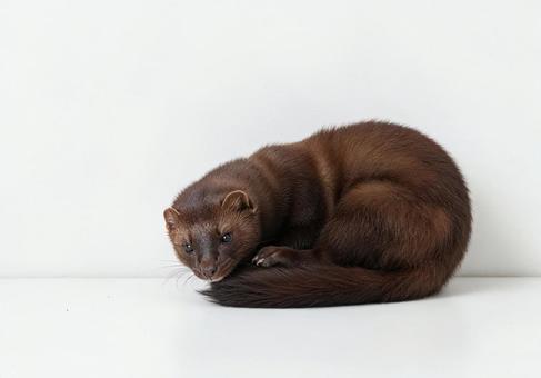 丸くなって身を守るイタチの姿 丸くなって身を守るイタチの姿 の写真