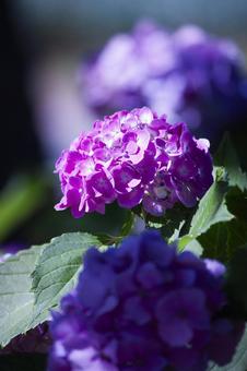 紫陽花 あじさい,紫陽花,6月の写真素材