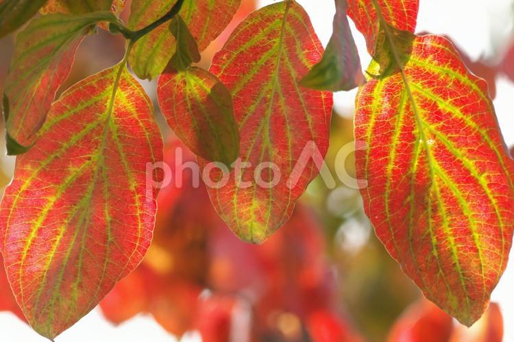真っ赤に色付いたハナミズキの紅葉をクローズアップ　背景素材 ハナミズキ,花水木,はなみずきの写真素材