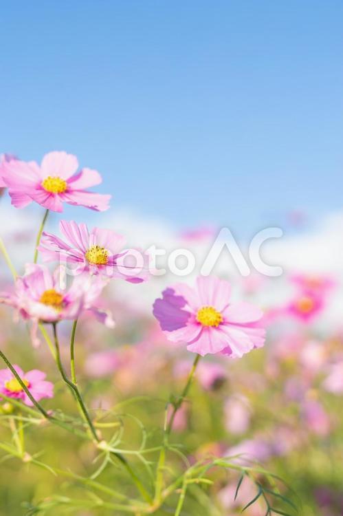 コスモスの背景　縦画像 コスモス,テクスチャ,青空の写真素材