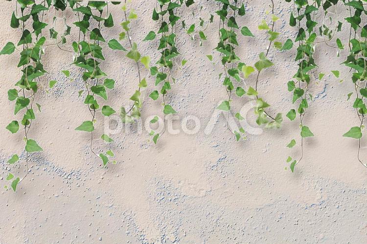 爽やかに壁に下がるつる植物 つる,ツタ,壁の写真素材