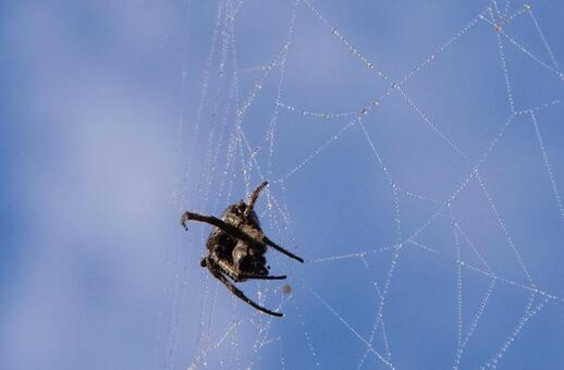 朝の蜘蛛 自然,蜘蛛,蜘蛛の巣の写真素材