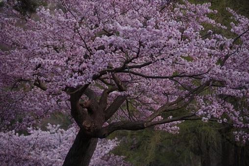 桜 桜の写真