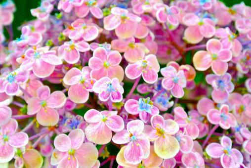 Pink hydrangea, ortensia, giugno, stagione piovosa, JPG