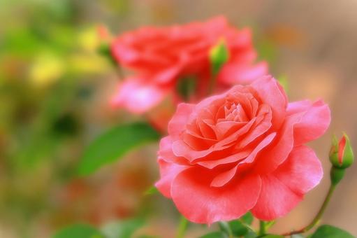 開花した美しいピンクの秋薔薇 開花した美しいピンクの秋薔薇 植物,花,薔薇の写真素材