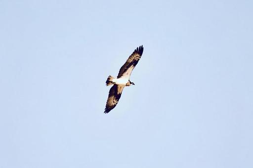 夏の空を飛ぶミサゴ 夏の空を飛ぶミサゴの写真