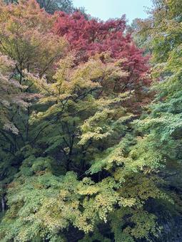 晩秋の牛伏川フランス式階段工 牛伏寺,松本市,葉の写真素材