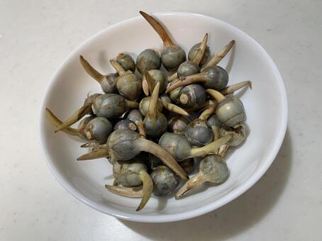 くわい くわい,食べ物,正月の写真素材