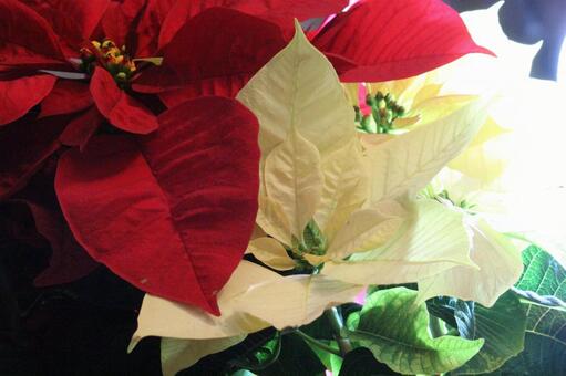 クリスマスポインセチア クリスマス,ポインセチア,紅白の写真素材