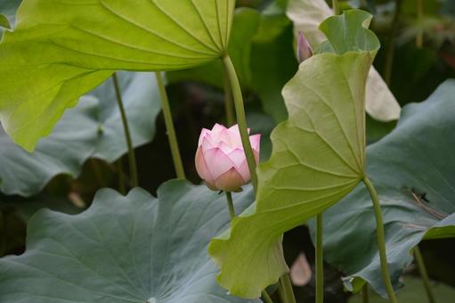 Lotus, JPG