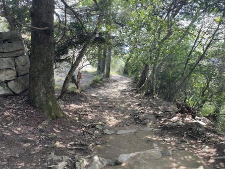 備中松山城へ向かう山道 備中松山城へ向かう山道 階段,備中松山城,山道の写真素材