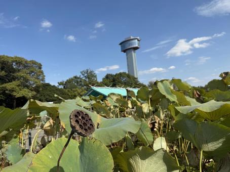 青空と蓮とタワー 空,葉,旅の写真素材