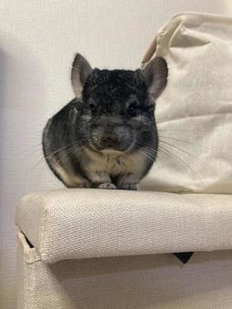 Chinchilla Grey, JPG