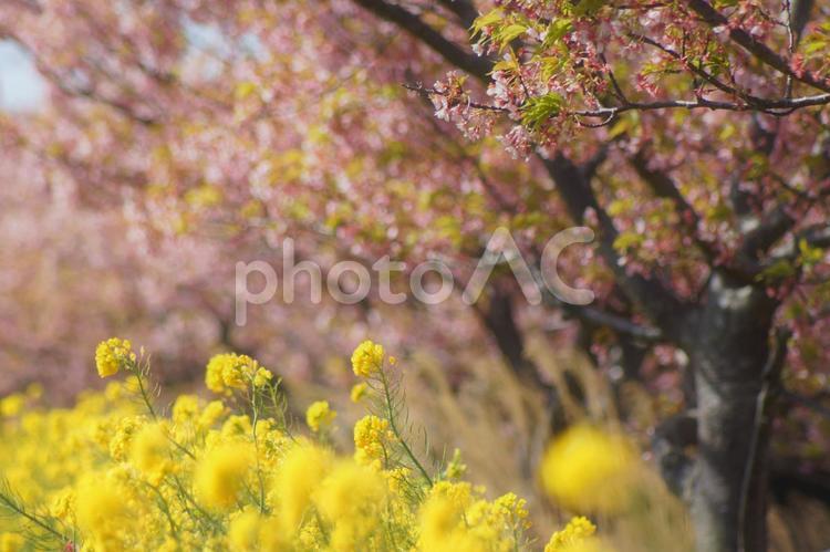 春爛漫　河津桜と菜の花２４－３ 河津桜,菜の花,春の写真素材