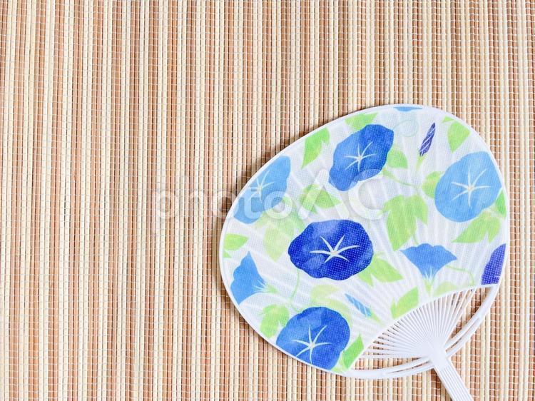 夏のイメージ（朝顔柄のうちわ） うちわ,団扇,夏の写真素材