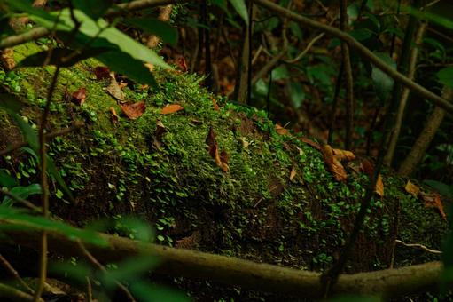 芽吹き 芽吹き 芽吹く,新芽,葉っぱの写真素材