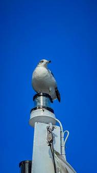 カモメ 空,晴れ,晴天の写真素材
