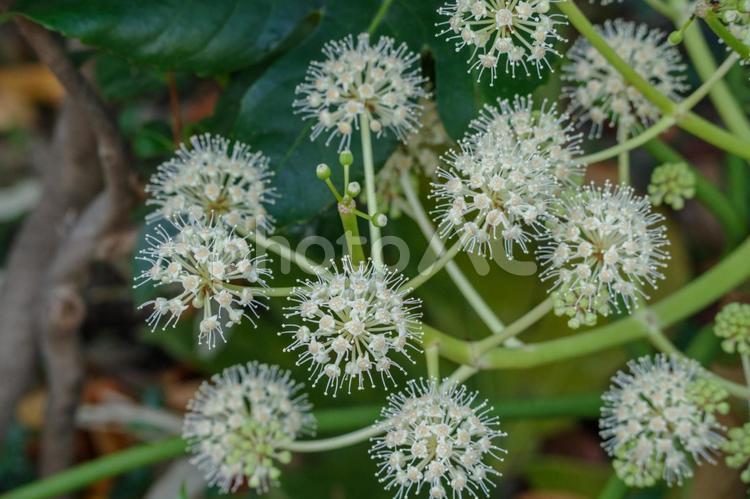 東京港区赤坂5丁目に咲くヤツデの花 やつで,ヤツデ,八つ手の写真素材