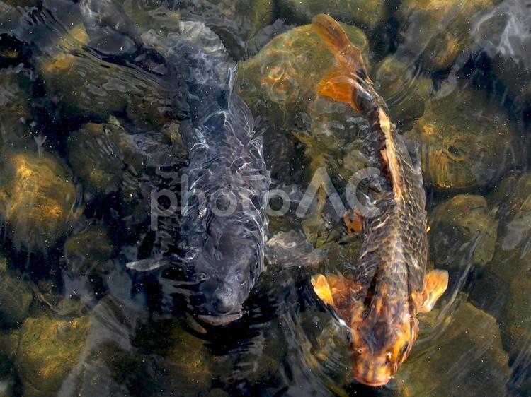 川で泳ぐ二匹の赤と黒の鯉 コイ,鯉,こいの写真素材