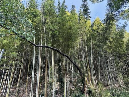 竹林1 竹林1 竹,青空,林の写真素材