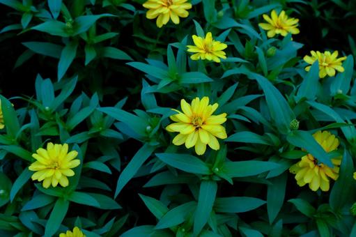 黄色いジニアの花たち 黄色いジニアの花たち ジニア,花,黄色の写真素材