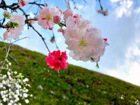 桃の花 桃,花,ピンクの写真素材