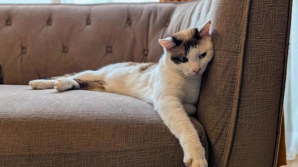 のんびり猫ちゃん のんびり猫ちゃん 猫,動物,キャットの写真素材