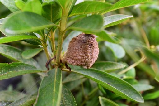 カマキリの卵 カマキリの卵の写真