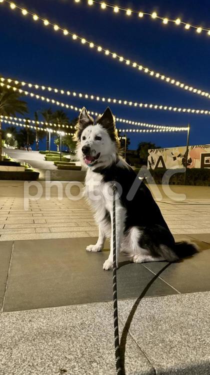 犬と夜のお散歩 犬,夜,散歩の写真素材